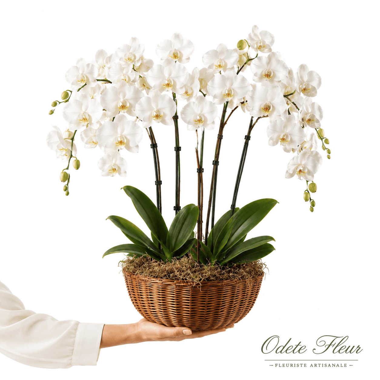 Orchidée
